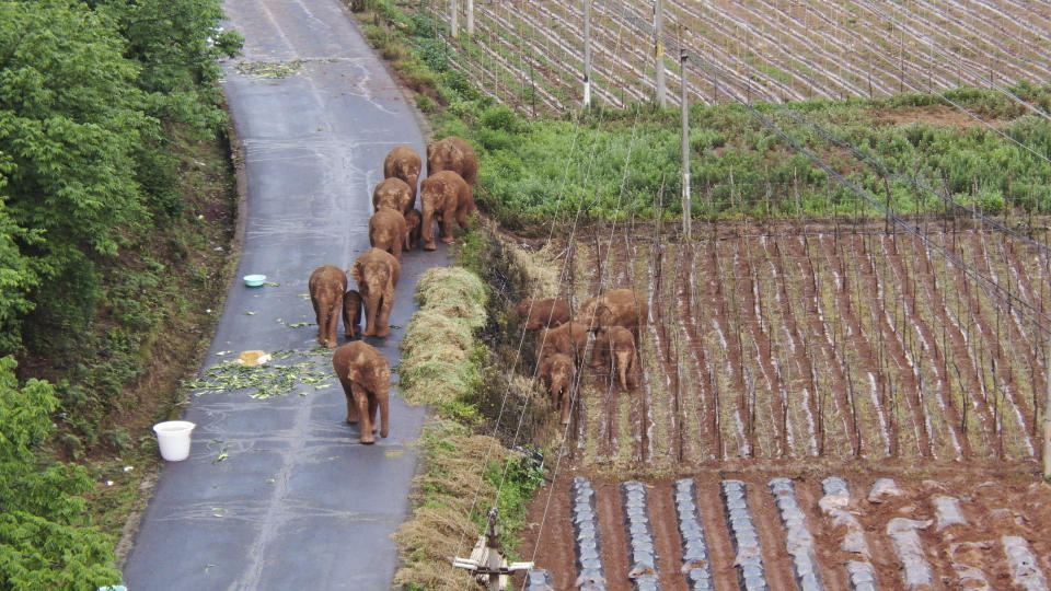 In this photo taken June 4, 2021 and released by Yunnan Forest Fire Brigade, a migrating herd of elephants roam through farmlands of Shuanghe Township, Jinning District of Kunming city in southwestern China's Yunnan Province. Already famous at home, China's wandering elephants are now becoming international stars. Major global media, including satellite news stations, news papers and wire services are chronicling the herd's more-than year-long, 500 kilometer (300 mile) trek from their home in a wildlife reserve in mountainous southwest Yunnan province to the outskirts of the provincial capital of Kunming. (Yunnan Forest Fire Brigade via AP)