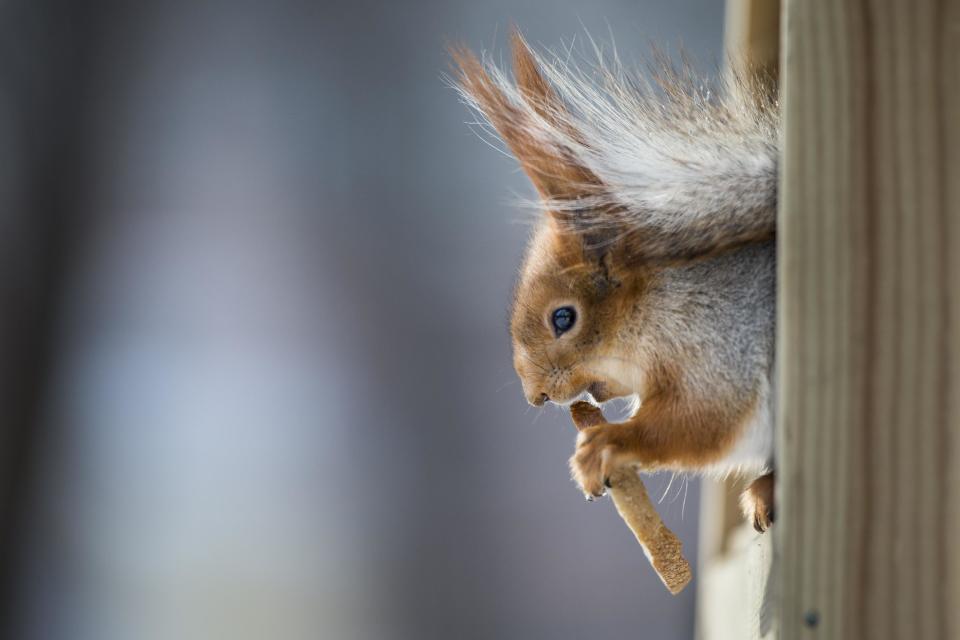 In this photo taken on Monday, Feb. 3, 2014, a squirrel eats while perched inside of a feeder, in Moscow's "Neskuchny Sad" park in Moscow, Russia. One by one, the bushy-tailed residents of Moscow’s parks have been disappearing. The problem: Russians have gone nuts for squirrels. City official Alexei Gorelov told the Associated Press on Wednesday that he has received multiple reports of squirrel poaching in local parks. In response, municipal authorities on Jan. 31 ordered bolstered security for all of Moscow’s green areas. (AP Photo/Alexander Zemlianichenko)