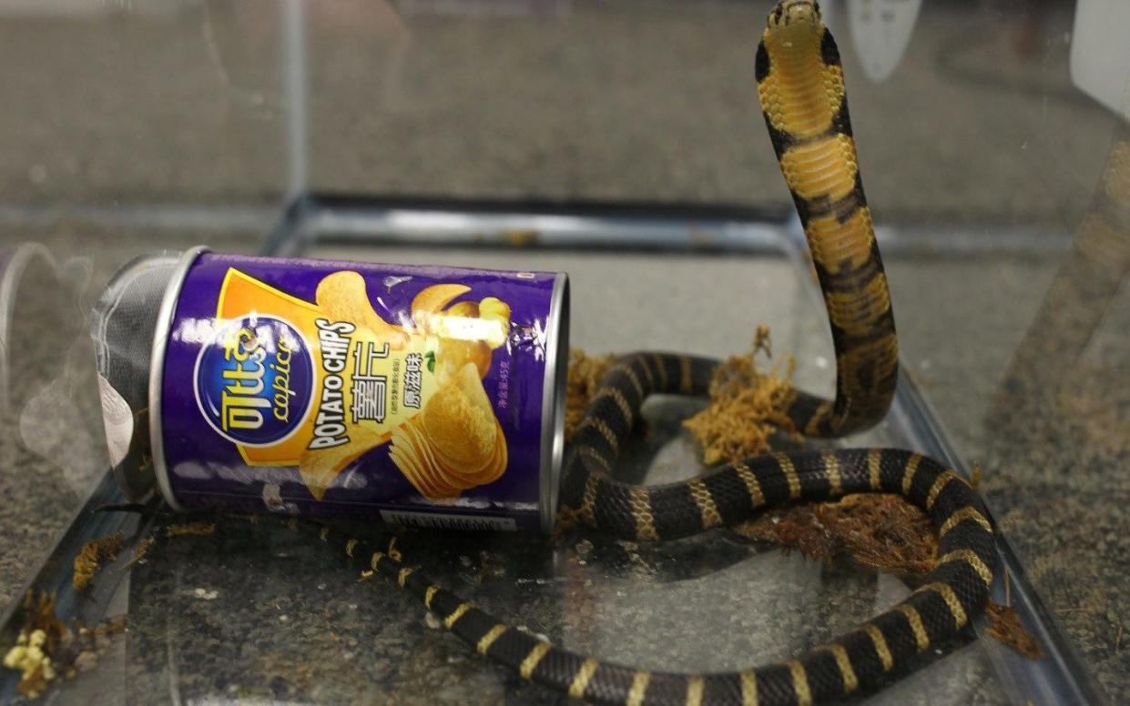 A king cobra snake seen coming out of a container of chips - REUTERS