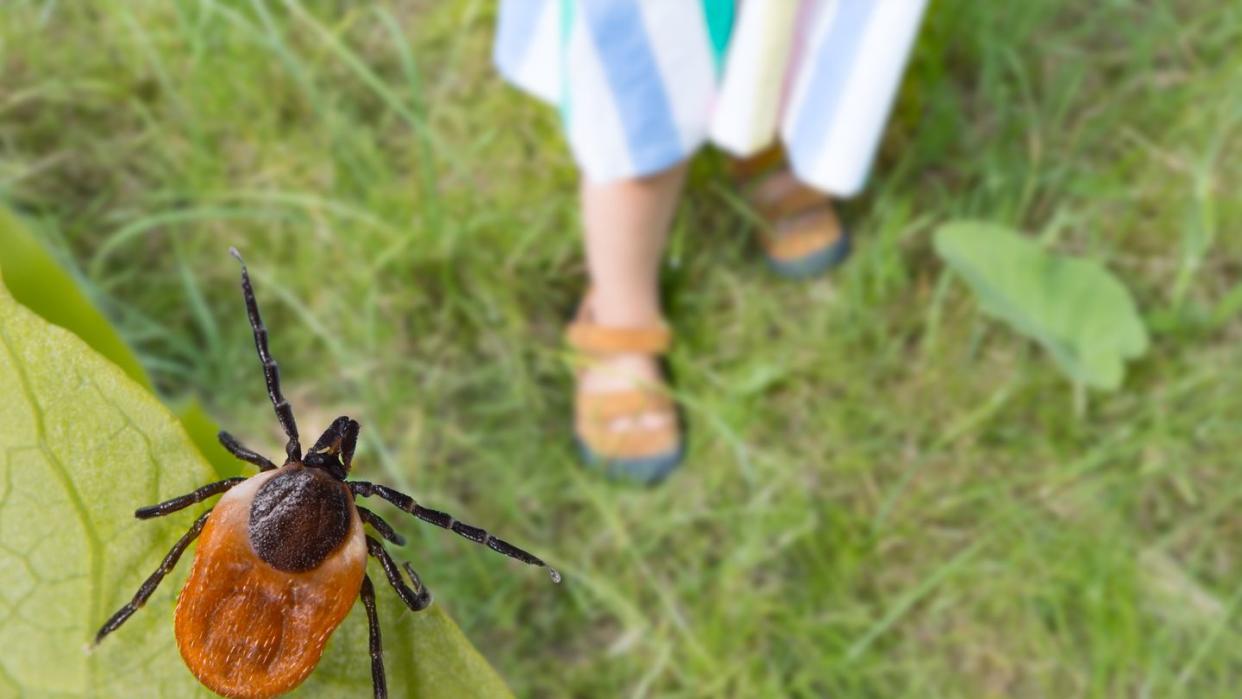dangerous deer tick and small child legs in summer shoes on a grass ixodes ricinus