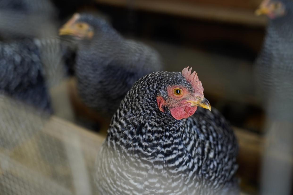 Barred Rock chickens roost in their coop Tuesday, Jan. 10, 2023, at Historic Wagner Farm in Glenview, Ill. Anyone going to buy a dozen eggs these days will have to be ready to pay up. That's because a lingering bird flu outbreak, combined with soaring feed, fuel and labor costs, has led to prices more than doubling over the past year. (AP Photo/Erin Hooley)