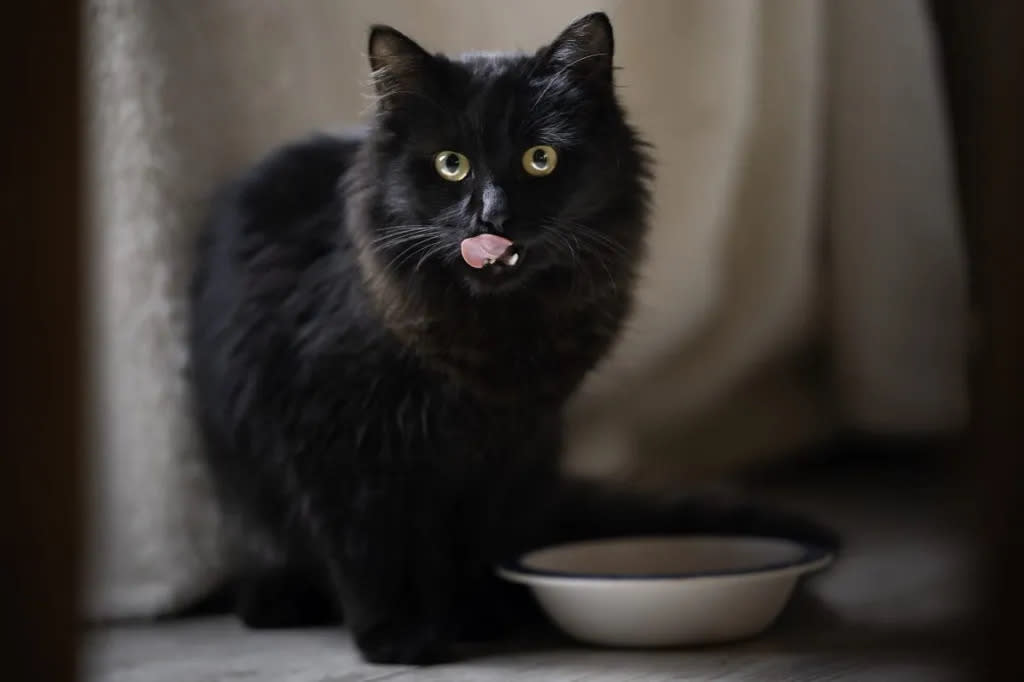 A black feline, similar to the Coors Field cat who found his forever home in the summer of 2023.