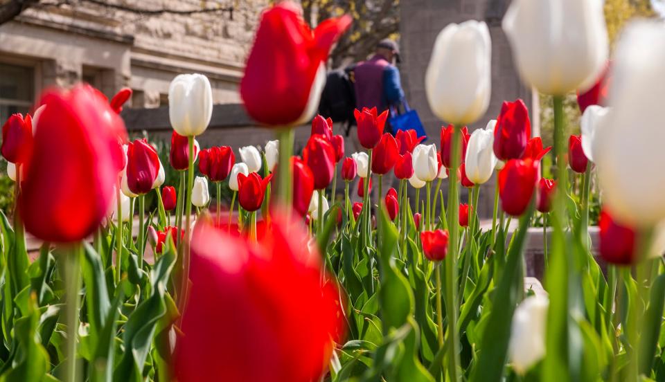 A student heads into campus past the blooming red and white tulips at the Sample Gates of Indiana University.
