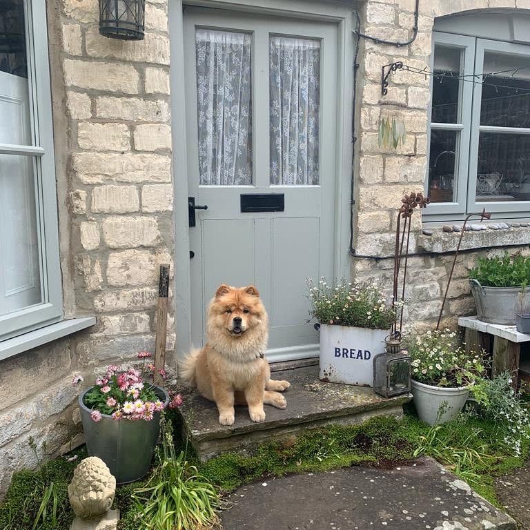 ▲是一隻可愛的鬆獅犬。（圖／Instagram：kota_thechow） 