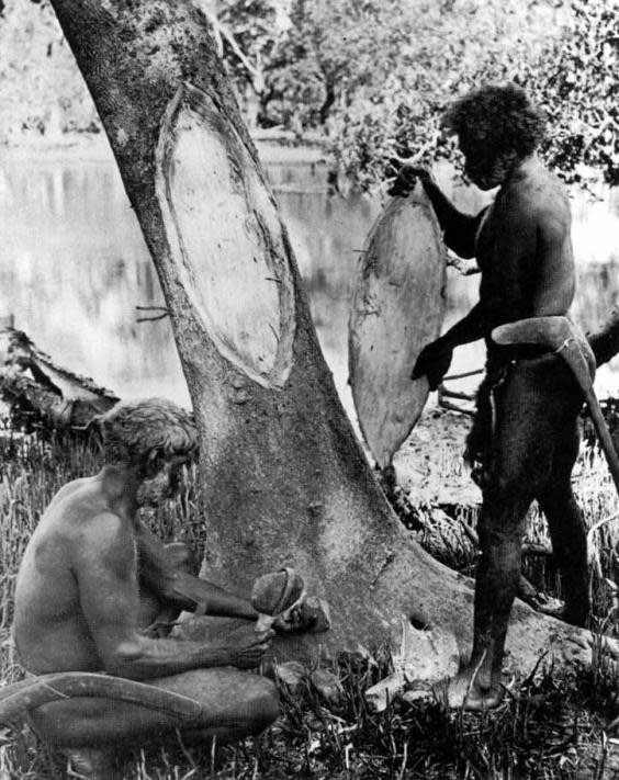 Australian Aborigines removing bark from a tree to make a shield (Don Hitchcock/donsmaps.com)