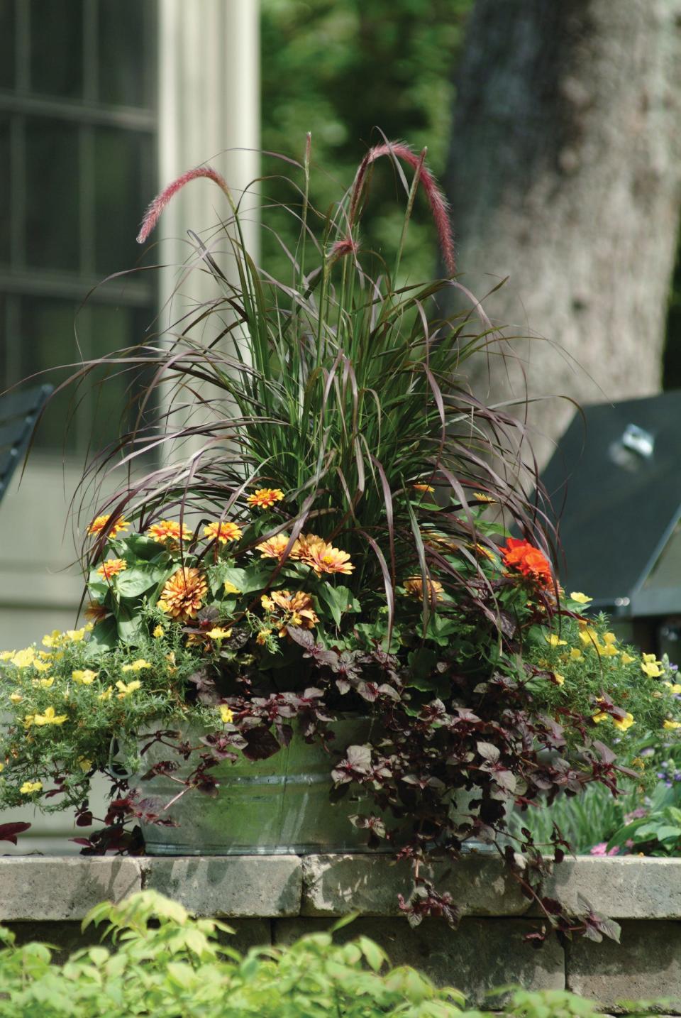 Purple fountain grass adds color, texture and height to a pot filled with annuals.