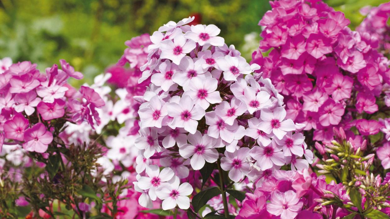  Phlox flowers . 