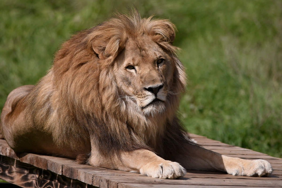 Eleven lions will soon have a new home after safely leaving Ukraine (stock photo) (AFP via Getty Images)