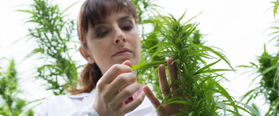 Female scientist in a hemp field checking plants and flowers, alternative herbal medicine concept