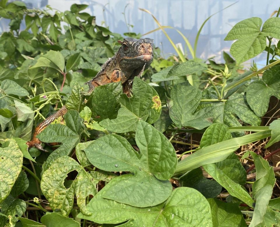 An iguana nestled in greenery with a destroyed home in the background in Sharpes in 2022. Iguanas are among Florida's most dreaded invasive species.