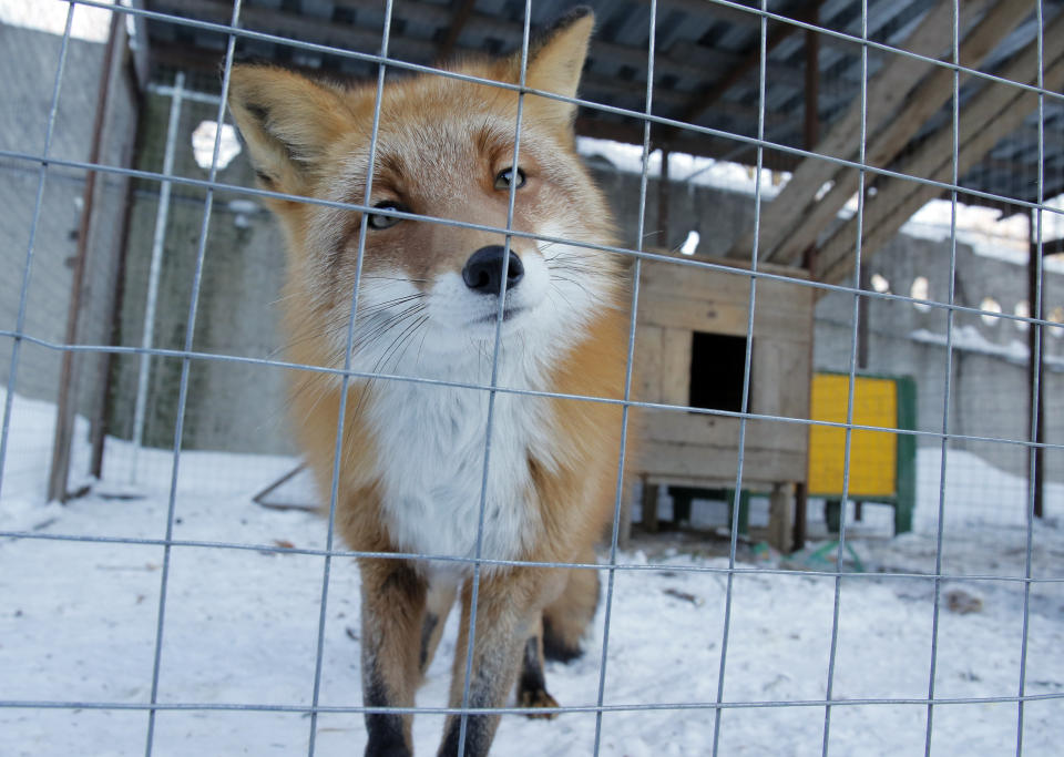 In this Wednesday, March 6, 2019 photo a fox looks out from a cage at the Veles rehabilitation shelter for wild animals in Rappolovo village, outside St. Petersburg, Russia. Some 200 wild animals are receiving care at the Veles Center, an out-of-the-way operation regarded as Russia's premier facility for rehabilitating creatures that were abandoned or fell victim to human callousness. (AP Photo/Dmitri Lovetsky)
