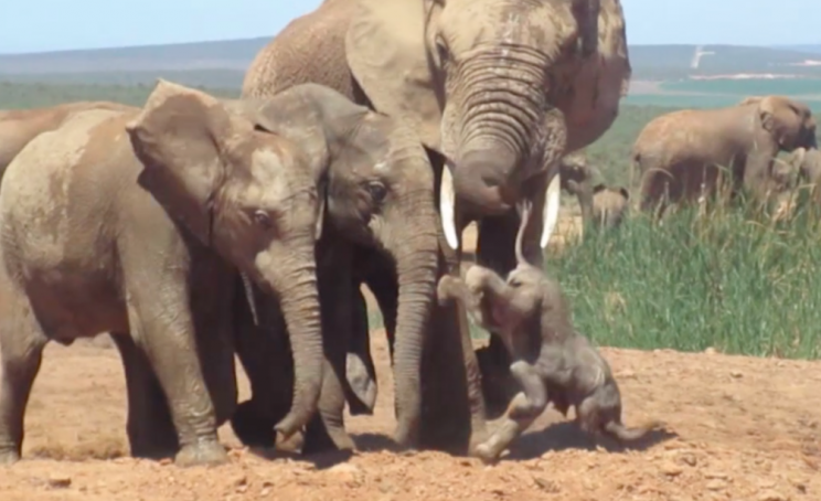 The baby was kicked into the dirt by the bullying male (Caters)