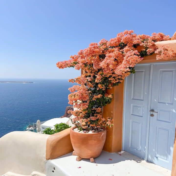 Colorful flowers and an ocean backdrop.