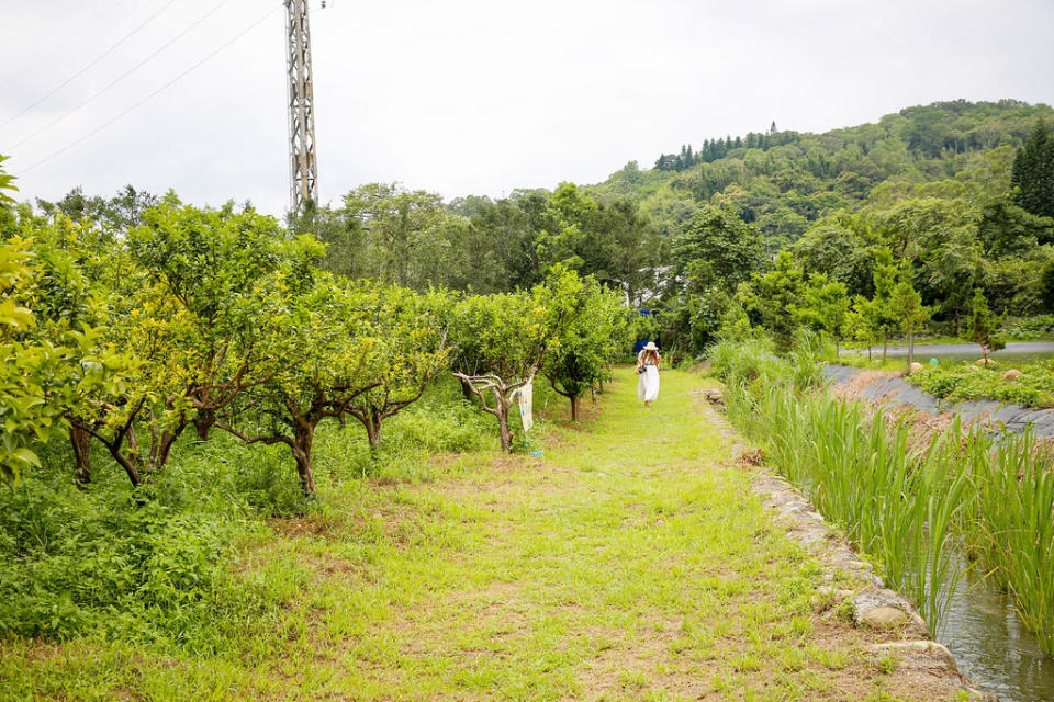 桃園龍潭｜青山吉田