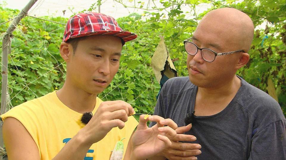 浩子與職人幫公花母花授粉。（圖／民視）