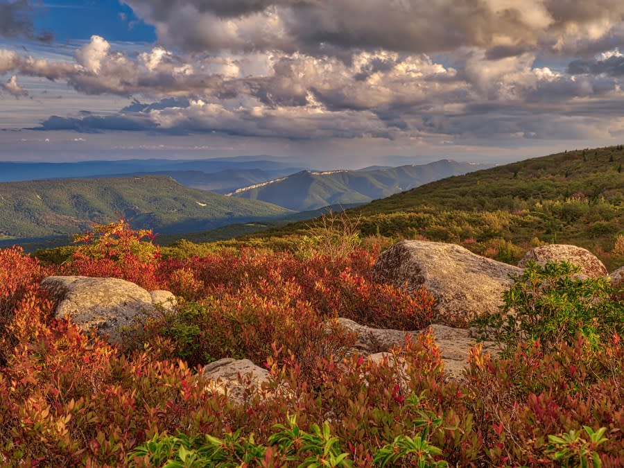 As viewed from the Dolly Sods Wilderness area with crimson-colored blueberry bushes in the foreground and a mountain range in the background.