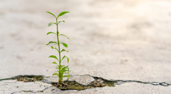 A plant grows out of a crack in the pavement.