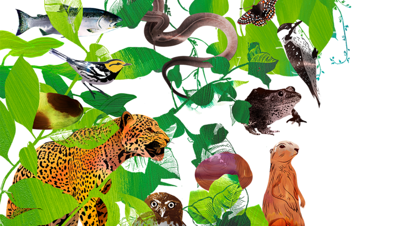 An illustration of animals among green leaves