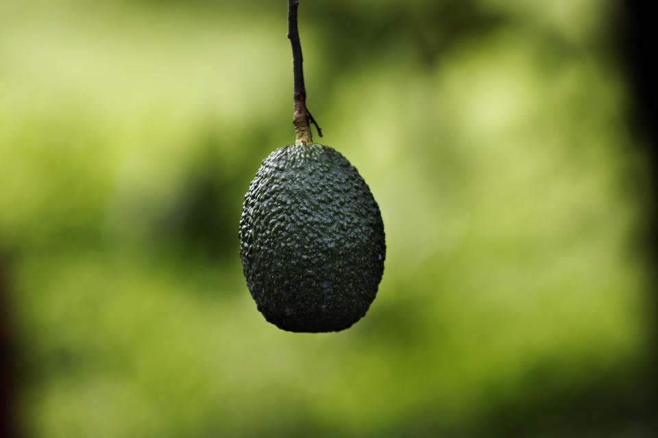 This Oct. 1, 2019 photo shows an avocado hanging in an orchard near Ziracuaretiro, in the Mexican state of Michoacan state, the heartland of world production of the fruit locals call “green gold.” The country supplies about 43% of world avocado exports, almost all from Michoacan. (AP Photo/Marco Ugarte)