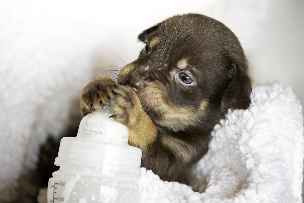 https://www.gettyimages.co.uk/detail/photo/puppy-fed-with-a-bottle-royalty-free-image/1443021750