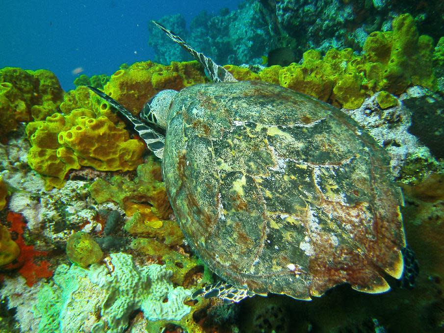 In this May 4, 2012 photo, a hawksbill sea turtle snags lunch at the Man-Of-War Shoals dive site in the Saba Marine Park in Saba, an island in the Caribbean. The island, a Dutch municipality, is popular with divers. (AP Photo/Brian Witte)