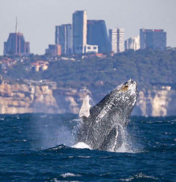 PHOTO: A humpback whale breaching near Sydney's Head, Australia, May 26, 2023. (Courtesy Mark Wong)