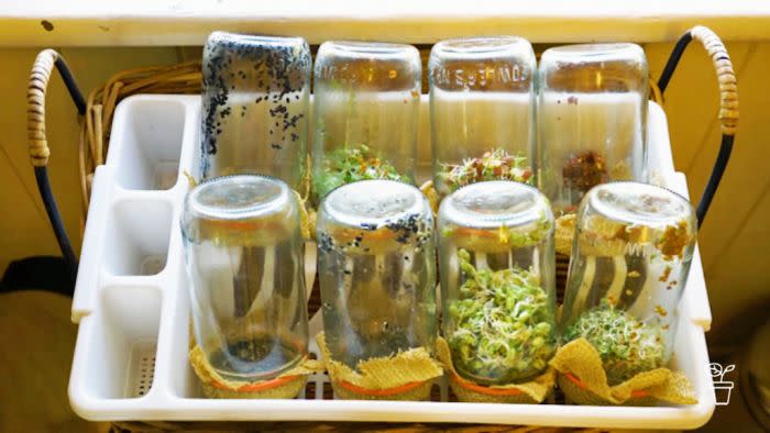 Sprouts growing in jars at home