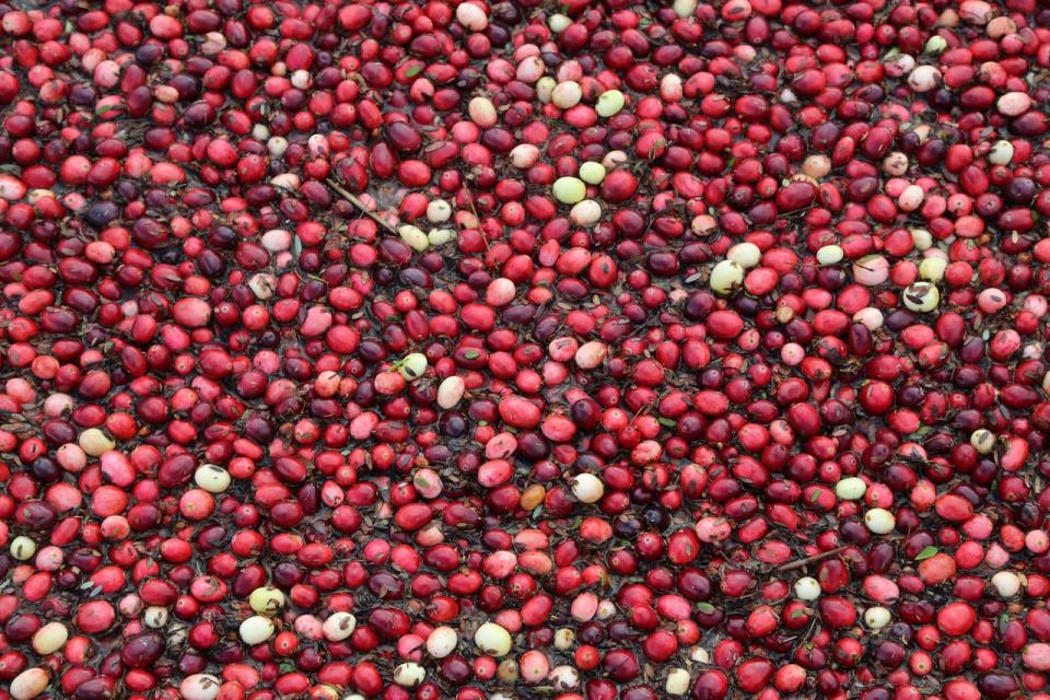 Cranberries grow on a vine and water is used several times a year to flood them. 