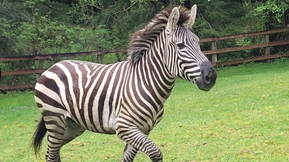 <div>Authorities in King County continue to search for a zebra that escaped from a trailer traveling near I-90 in North Bend on Sunday afternoon.</div> <strong>(Washington State Patrol)</strong>