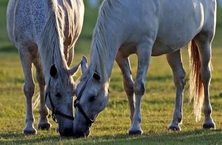 Horses from The National Stud Kladruby nad Labem graze at a farm in the town of Kladruby nad Labem