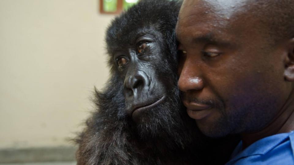 達卡希2週大時因為失去母親被帶回維龍加國家公園。（圖／翻攝自Virunga National Park  Facebook）