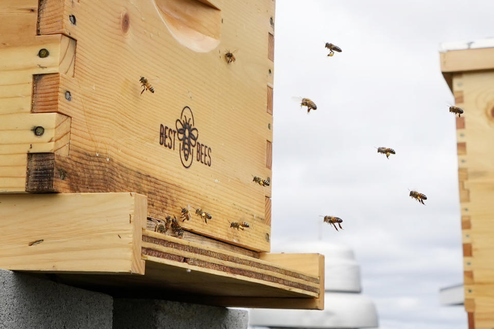 Bees return to one of two hives on the roof of the Warren Rudman U.S. Court House, Friday, May 5, 2023, in Concord, N.H. (AP Photo/Robert F. Bukaty)