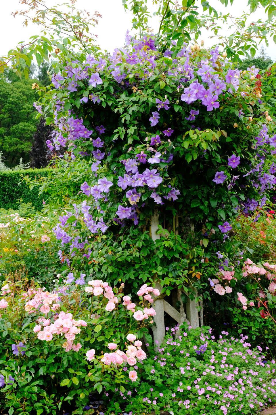 garden trends climbing roses and clematis