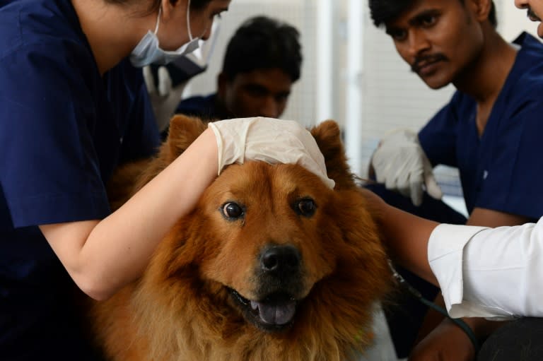 Indian vets examine dog Muffin at the Renalvet clinic for animals, which offers high-tech treatments for the pets of Delhi's well heeled