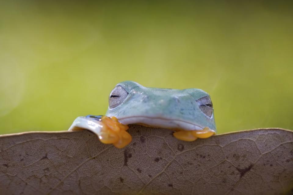 42) Frogs sleep with their eyes open