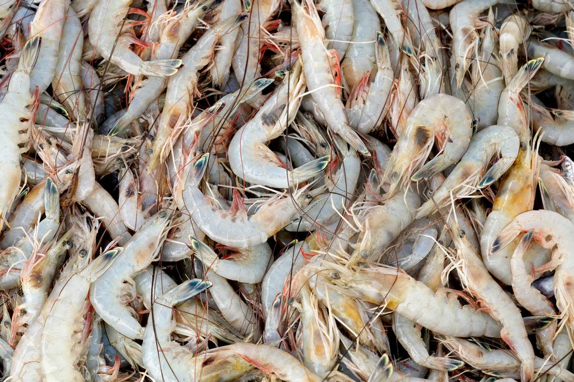 A haul of fresh shrimp from commercial fisherman Buddy Guindon’s boat in Galveston Oct. 6, 2019. After a day on the beach, a shrimp boil would be fun way to end the day in this coastal town.