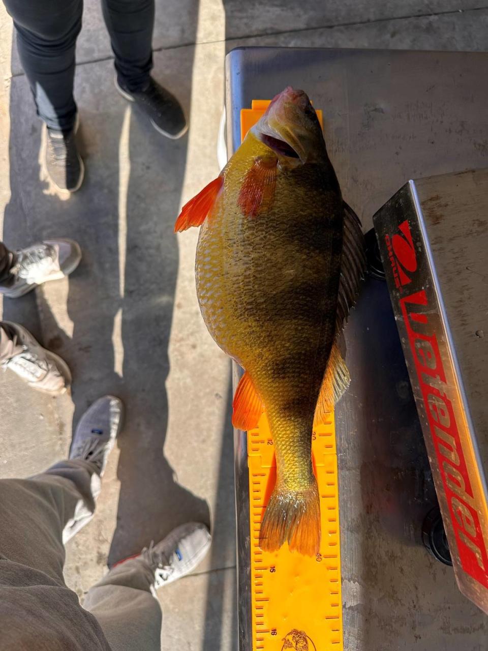 The angler got “really excited” when he realized it was a yellow perch, according to the department. Georgia Department of Natural Resources