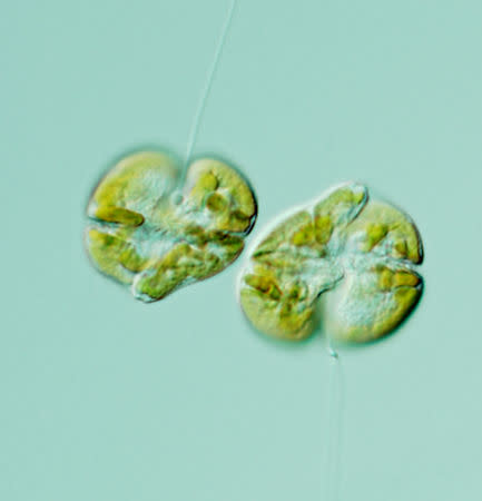 A detail photo taken through a microscope of Karenia brevis (red tide) cells during water sampling processing in this photo taken July 7, 2011. Courtesy of Florida Fish and Wildlife Conservation Commission/Handout via REUTERS