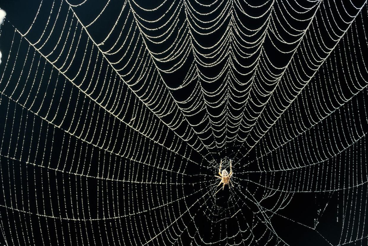 spider in dew covered web