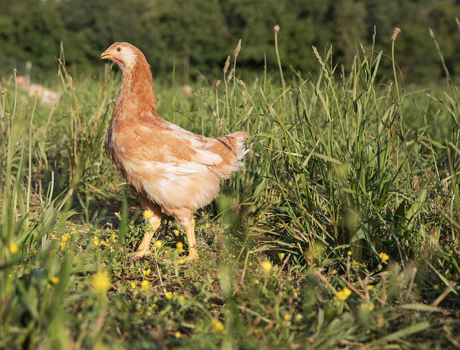 A chicken in a field