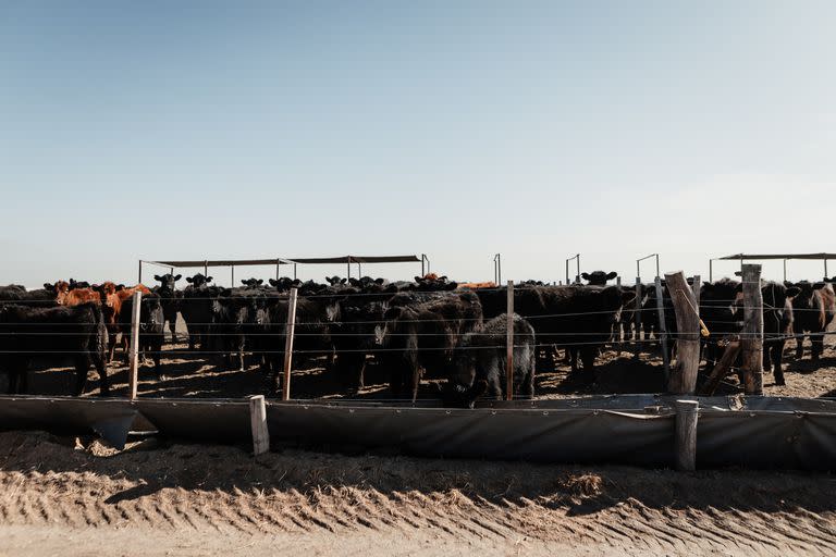 El peso promedio de ingreso es de 250 kilos y el de salida de 380 kg para el consumo interno. Para exportación es de 450 kg 