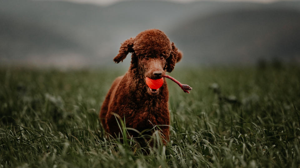 Poodle playing fetch