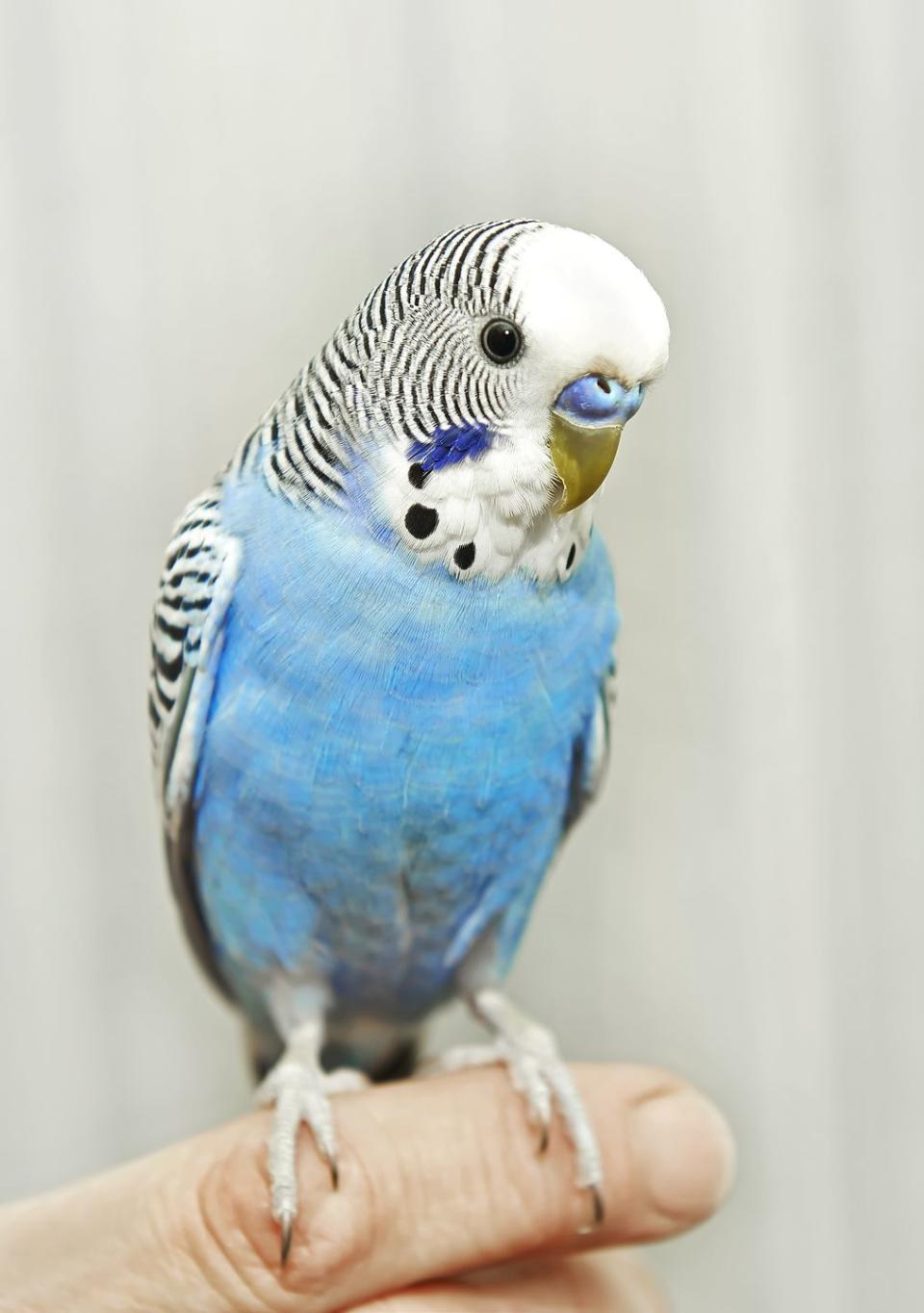 1) Parakeet