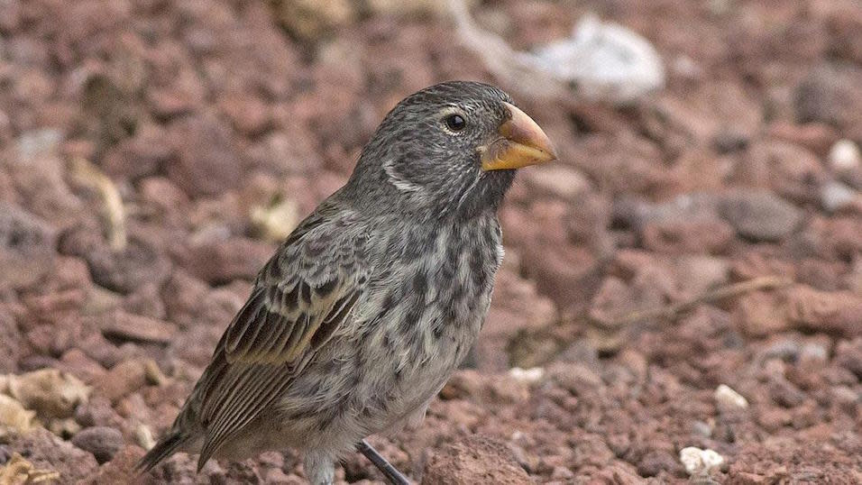 The Galapagos large ground finch weighs just 33g (Picture: PA)