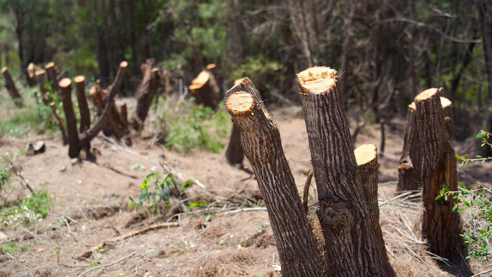 Stumps of freshly cut down she-oaks. 