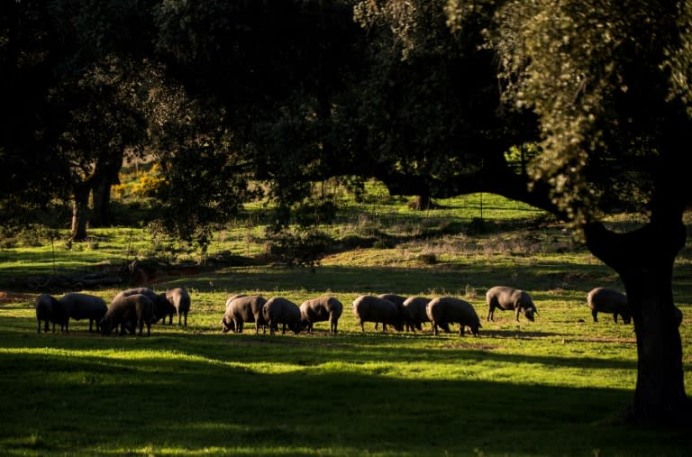 Free range Iberian pigs graze on acorns and fruit in Spain