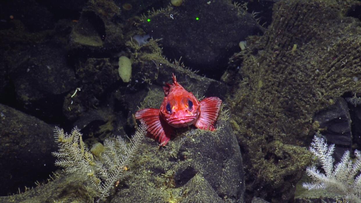 New deep-water monitoring droids will help Ocean Networks Canada study new depths in the northeast Pacific. Pictured is a shortspine thornyhead spotted at the Dellwood Seamount.  (Ocean Exploration Trust, Northeast Pacific Seamount Expedition Partners/ Ocean Networks Canada) - image credit)