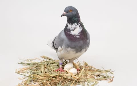 pigeon - Credit: David Slipher/UC Davis