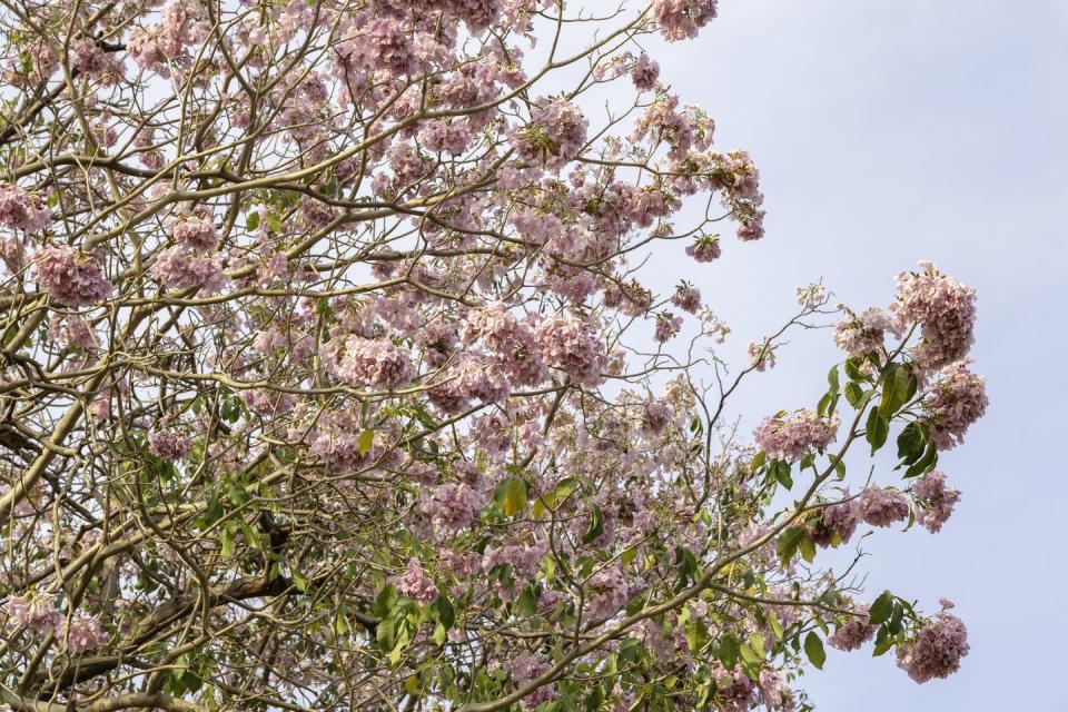 close up pink trumpet tree blooming chompoo pantip flower at chatuchak park, bangkok, thailand