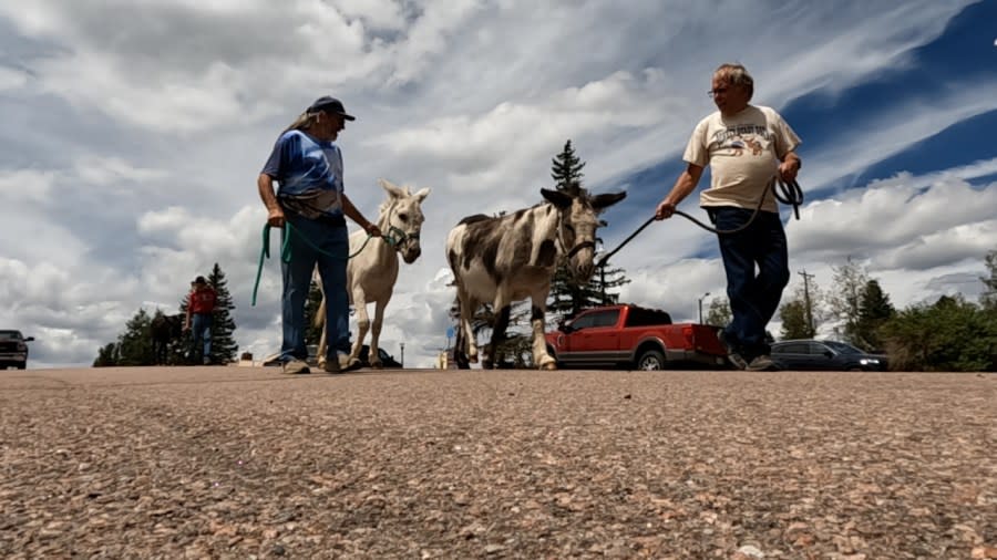 Donkeys are known as the mascot of Cripple Creek and will be celebrated this weekend in the 92nd Annual Donkey Derby Days.